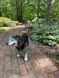 Lost Female Dog last seen Near Clarks Rd, Rustburg, 24588, Rustburg, VA 24588