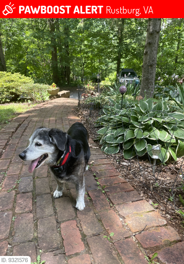 Lost Female Dog last seen Near Clarks Rd, Rustburg, 24588, Rustburg, VA 24588