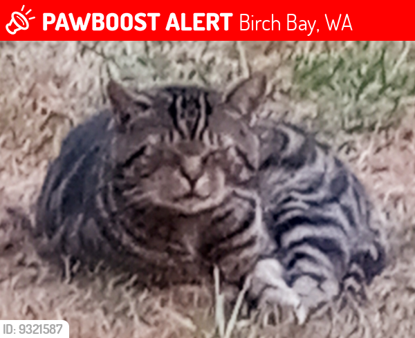 Lost Male Cat last seen Delta Line, and Sunrise, Birch Bay, WA 98230