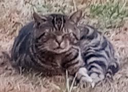 Lost Male Cat last seen Delta Line, and Sunrise, Birch Bay, WA 98230