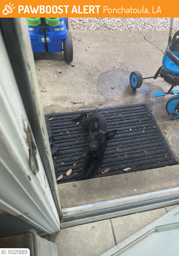 Ponchatoula, LA Stray Female Dog Found Near W Elm & North 7th St PawBoost