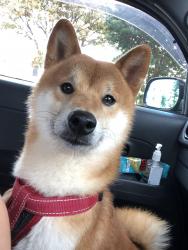 Lost Female Dog last seen Raintree Road, Jacksonville, NC 28540
