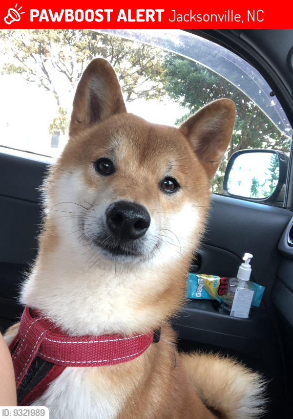 Lost Female Dog last seen Raintree Road, Jacksonville, NC 28540