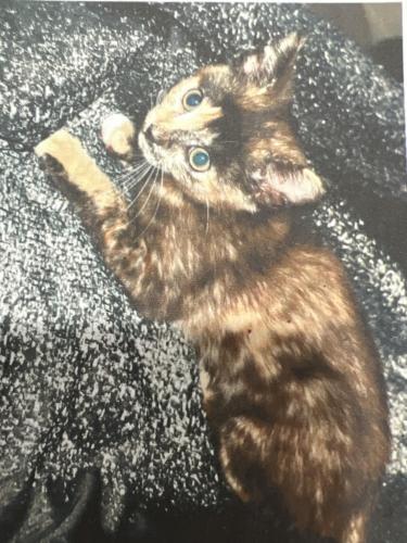 Lost Female Cat last seen Perenosa pl and sanderlin dr, Marana, AZ 85653