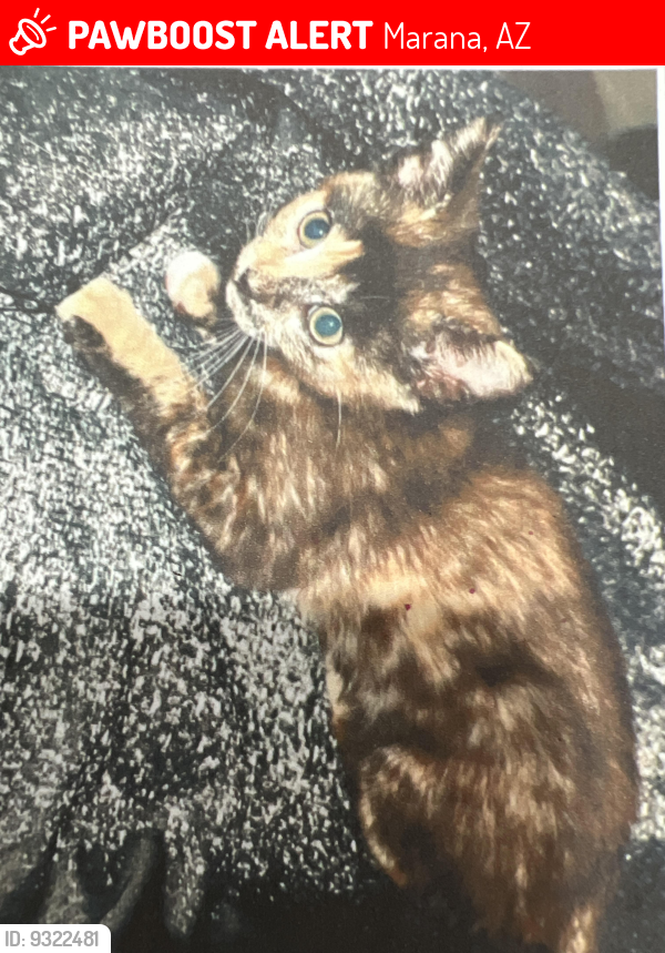 Lost Female Cat last seen Perenosa pl and sanderlin dr, Marana, AZ 85653