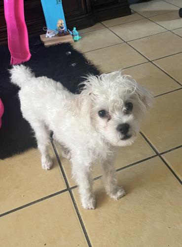 Lost Male Dog last seen 20th ave, Oakland, CA 94606