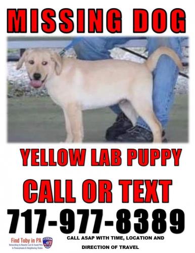 Lost Male Dog last seen Near block Mormon Church Rd near Tomstown Rd, Waynesboro, PA 17268