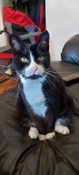 Lost Male Cat last seen Birch Street & Ninth Street, Collingwood, ON L9Y 2G3