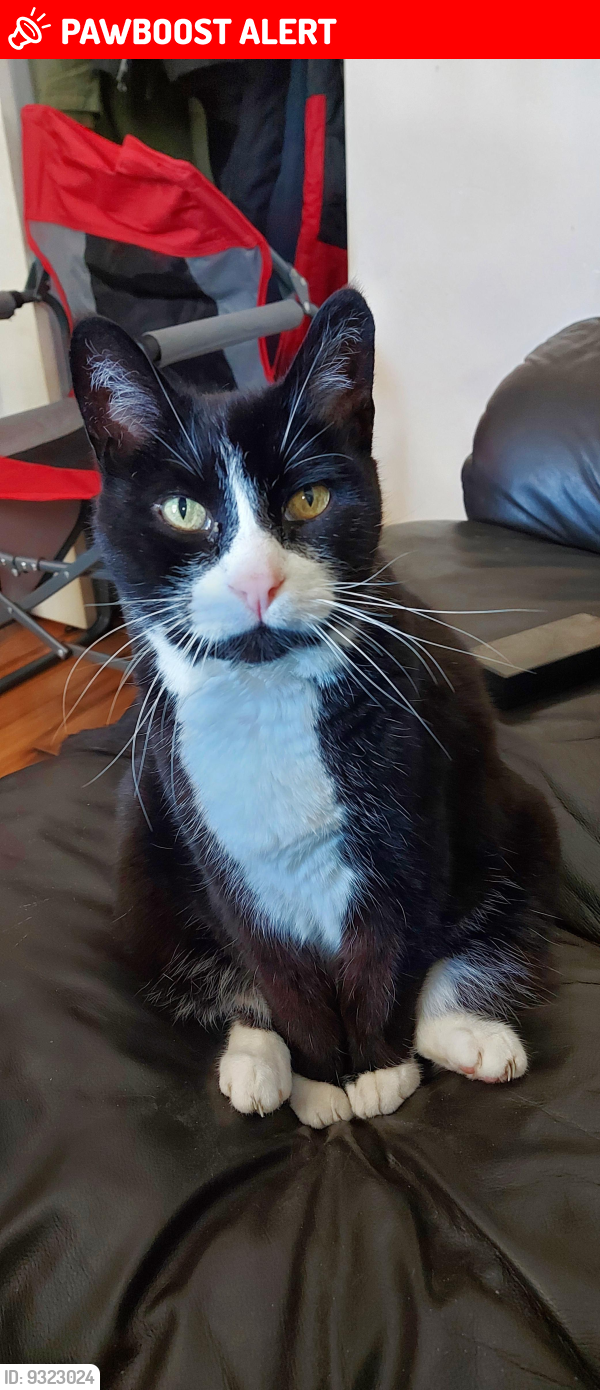 Lost Male Cat last seen Birch Street & Ninth Street, Collingwood, ON L9Y 2G3
