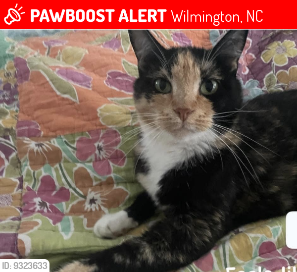 Lost Female Cat last seen Holly tree / Shipyard, Wilmington, NC 28412