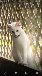 Lost Male Cat last seen Erickson Lane and Bellevue near Dogwood, Haughton, LA 71037