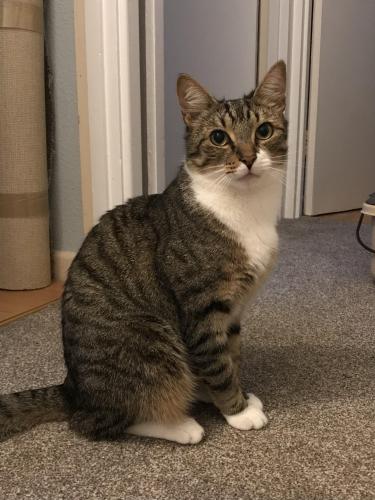 Lost Male Cat last seen Meadow road, near 50/60 numbered hses, Hullbridge, England SS5