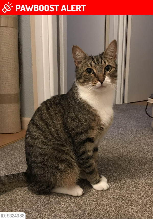 Lost Male Cat last seen Meadow road, near 50/60 numbered hses, Hullbridge, England SS5