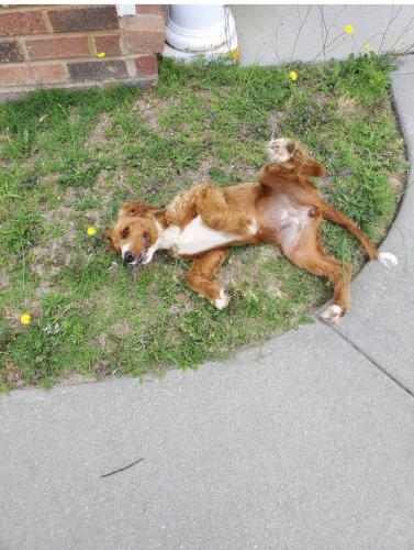 Lost Female Dog last seen Vineyard subdivision , Columbia, SC 29229