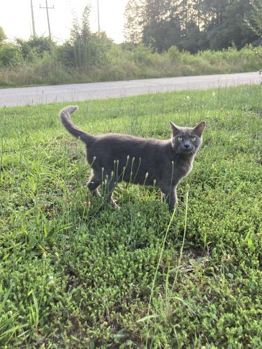 Lost Female Cat last seen Near the Lil Cricket off Nazareth Rd, Spartanburg County, SC 29377