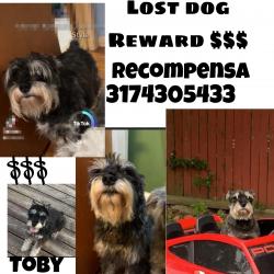 Reunited Male Dog last seen W 16 th st n tibbs ave, Indianapolis, IN 46222