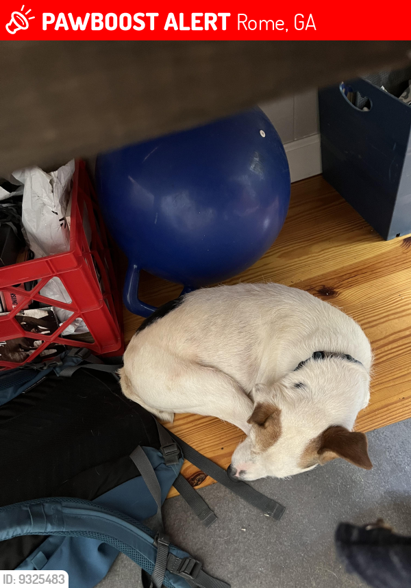 Lost Male Dog in Rome, GA 30165 Named Cooper (ID 9325483) PawBoost