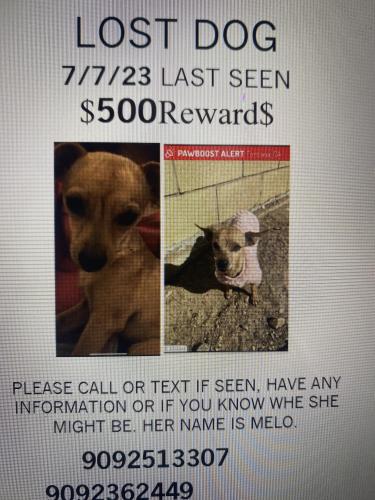 Lost Female Dog last seen By superior grocery shopping center, Fontana, CA 92335