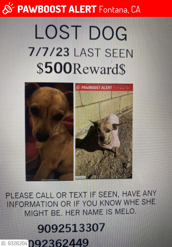 Lost Female Dog last seen By superior grocery shopping center, Fontana, CA 92335