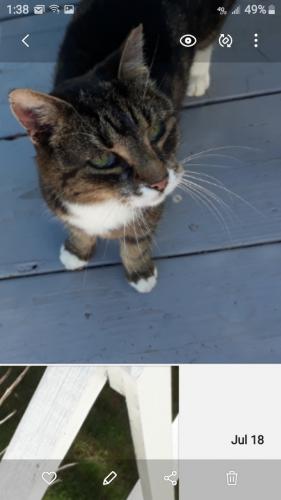 Lost Female Cat last seen Timber Trails /Rt306 and Highpoint,, Chagrin Falls, OH 44023