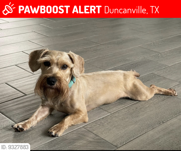 Deceased Male Dog in Duncanville, TX 75137 (ID 9327883) PawBoost