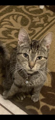 Lost Female Cat last seen Melrose St and Long Ave near Chopin park, Chicago, IL 60641