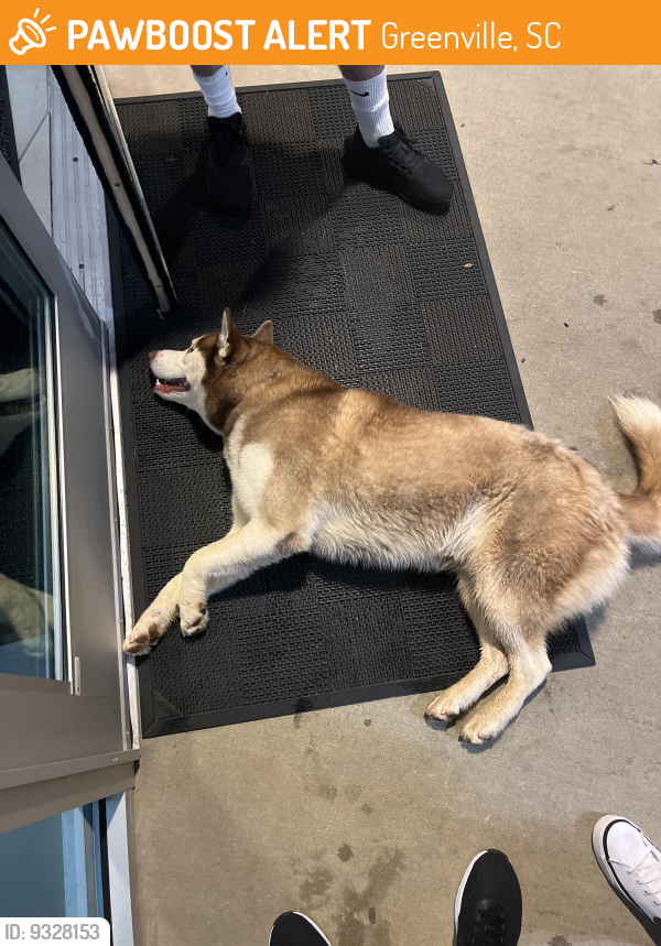 Found/Stray Male Dog last seen Crunch fitness, Greenville, SC 29605