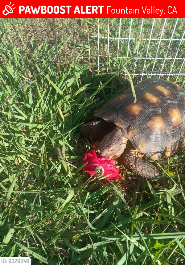 Fountain Valley, CA Lost Male Reptile, Diesel Is Missing PawBoost