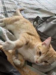 Lost Male Cat last seen Crystal Green Close, Okotoks, Alberta, Okotoks, AB T1S 2K6