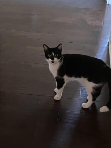 Lost Male Cat last seen Last seen in golden eagle around eagle point way , Tallahassee, FL 32312