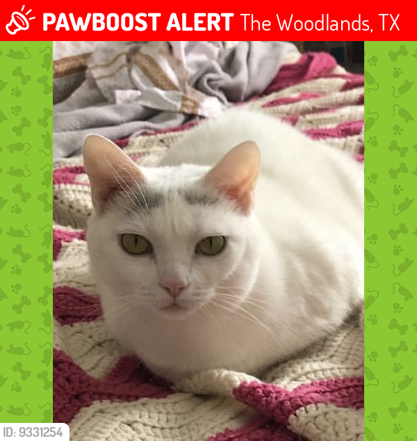 Lost Female Cat last seen Borough Park, The Woodlands, TX 77380