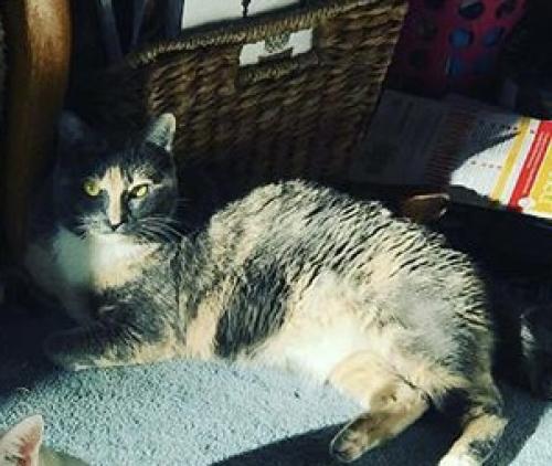 Lost Female Cat last seen Borough Park, Spring, TX 77380
