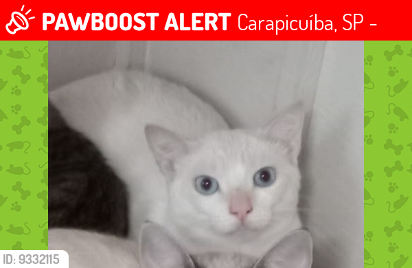 Lost Male Cat last seen Av. Celeste, Rua Maria Helena, Av. Tâmara, Av. Fernanda, Av. Inocêncio Seráfico, Carapicuíba, SP 06320-030