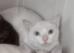 Lost Male Cat last seen Av. Celeste, Rua Maria Helena, Av. Tâmara, Av. Fernanda, Av. Inocêncio Seráfico, Carapicuíba, SP 06320-030