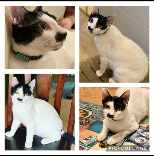 Lost Male Cat last seen AirTag collar was found Northbound on the side of Skokie Highway by Deerpath Golf course., Highland Park, IL 60035