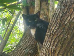 Lost Female Cat last seen S. Adams St. at E. 5th Ave, Covington, LA 70433