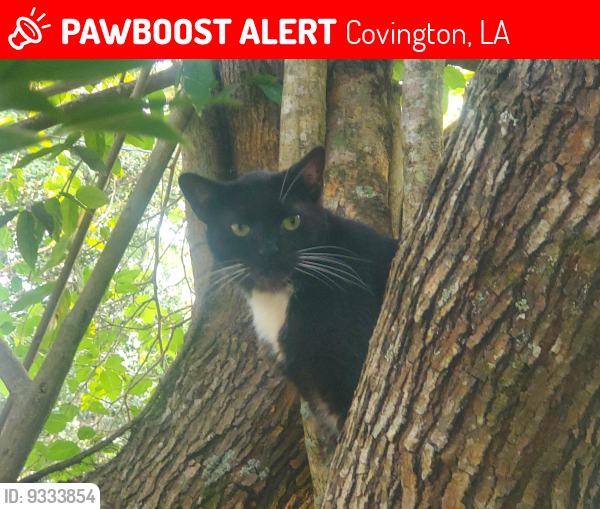 Lost Female Cat last seen S. Adams St. at E. 5th Ave, Covington, LA 70433