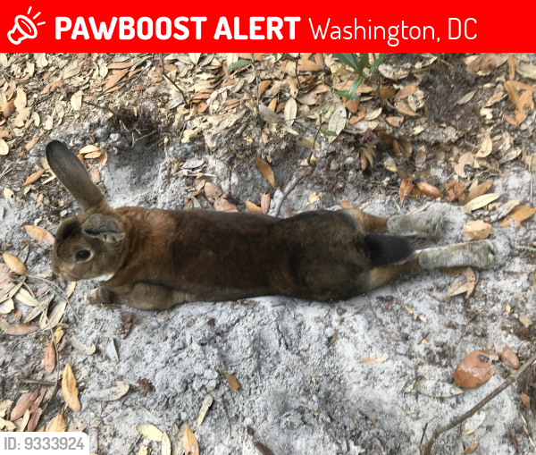 Lost Male Rabbit last seen Klingle   St. and 44th St. N.W,, Washington, DC 20016