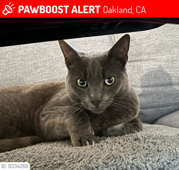 Lost Female Cat last seen Vista Del Mar ct Oakland, ca, Oakland, CA 94611