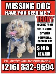 Lost Male Dog last seen St clair, Cleveland, OH 44108
