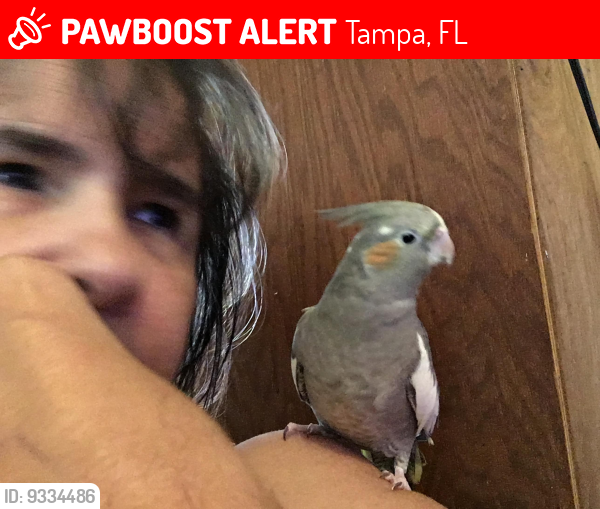 Lost Female Bird last seen N Falkenburg and 92, Tampa, FL 33610