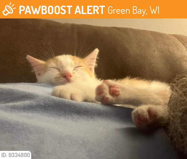 Green Bay, WI Stray Male Cat Found Near Danz elementary PawBoost