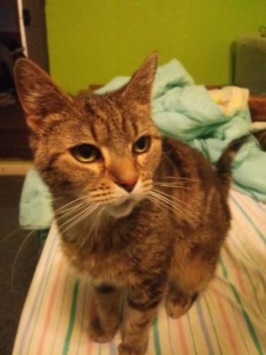 Lost Female Cat last seen Riverside and spring batavia ohio, Batavia, OH 45103