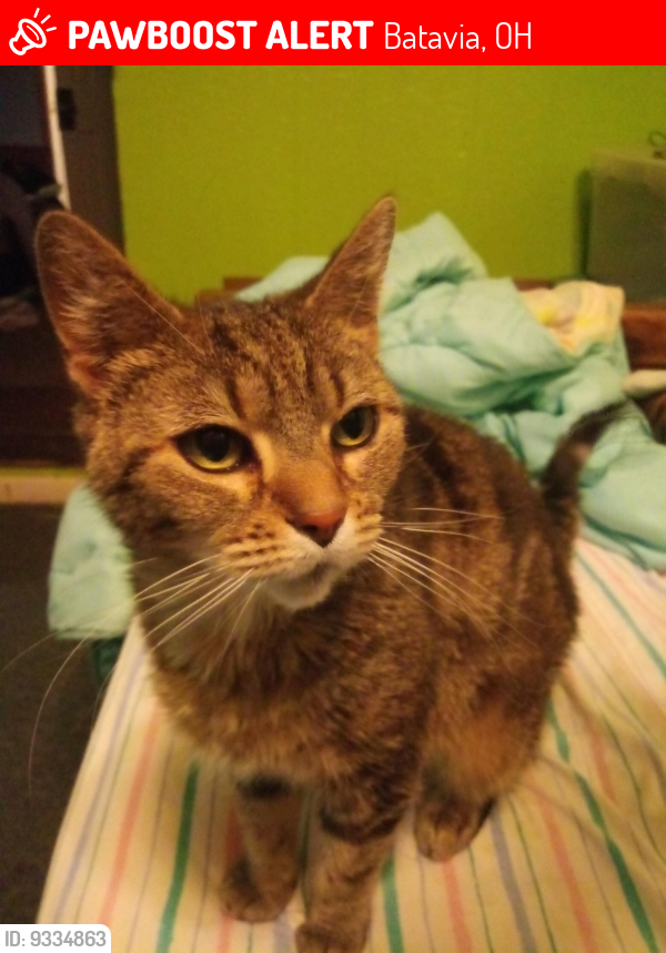 Lost Female Cat last seen Riverside and spring batavia ohio, Batavia, OH 45103
