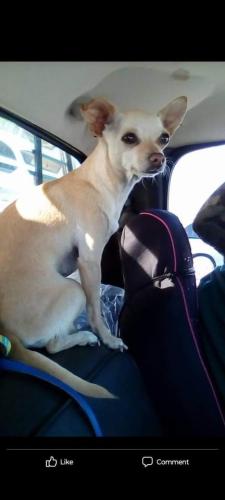 Lost Female Dog last seen Copper and Rhode Island , Albuquerque, NM 87108