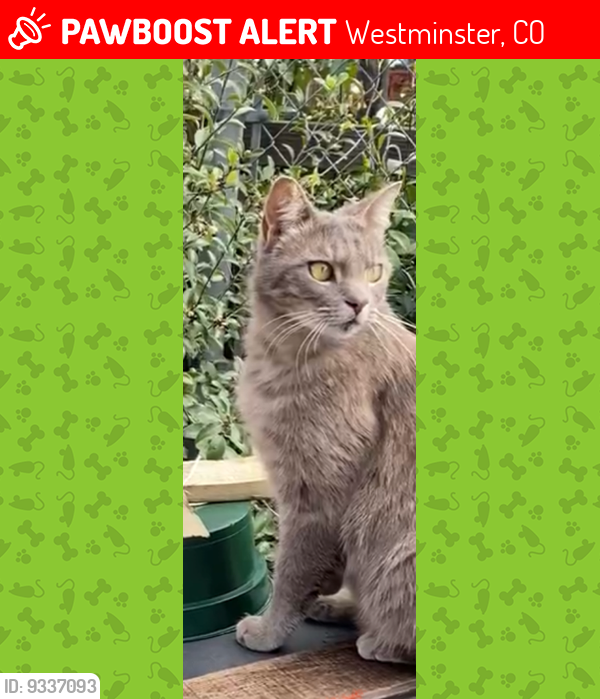Lost Female Cat last seen 70th Avenue and Stuart St - The Atrium Apartments, Westminster, CO 80030