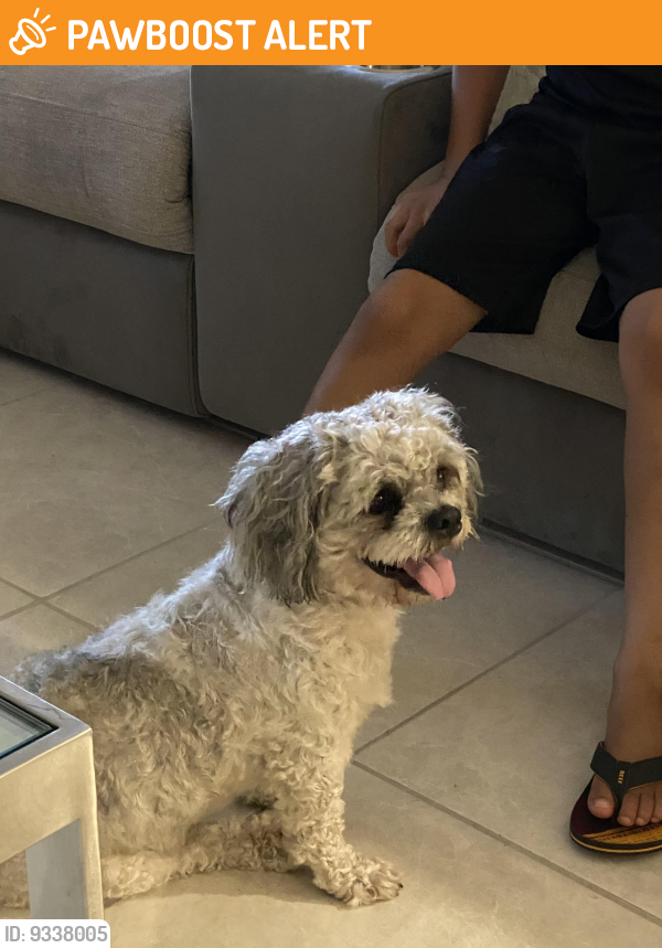 MiamiDade County, FL Stray Male Dog Found Near SW 248th St and 107th