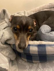 Lost Male Dog last seen Bernard and Greene road , Chatsworth, GA 30705