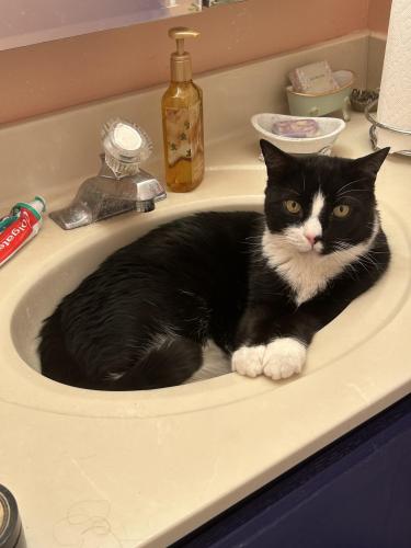 Lost Male Cat last seen Holland road , Holland, PA 18966