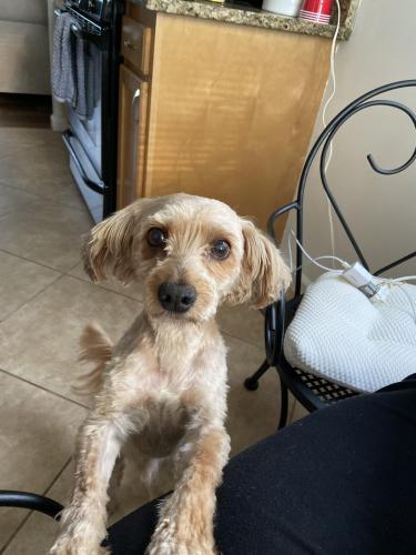Lost Male Dog last seen Milvale Avenue in capital heights, md, Forestville, MD 20747